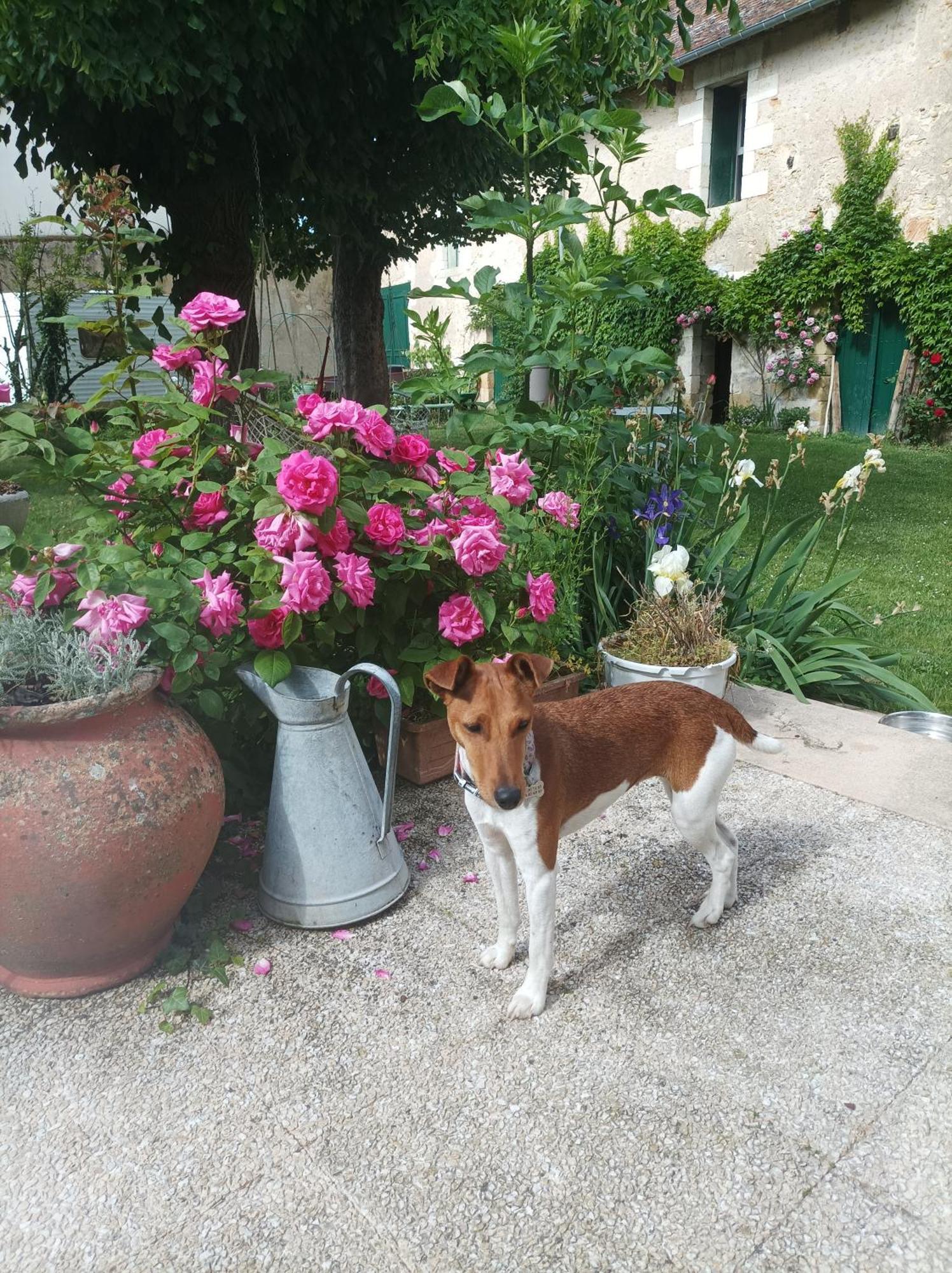 Le Relais Des Roses- Chambres D'Hotes Vatan Kültér fotó
